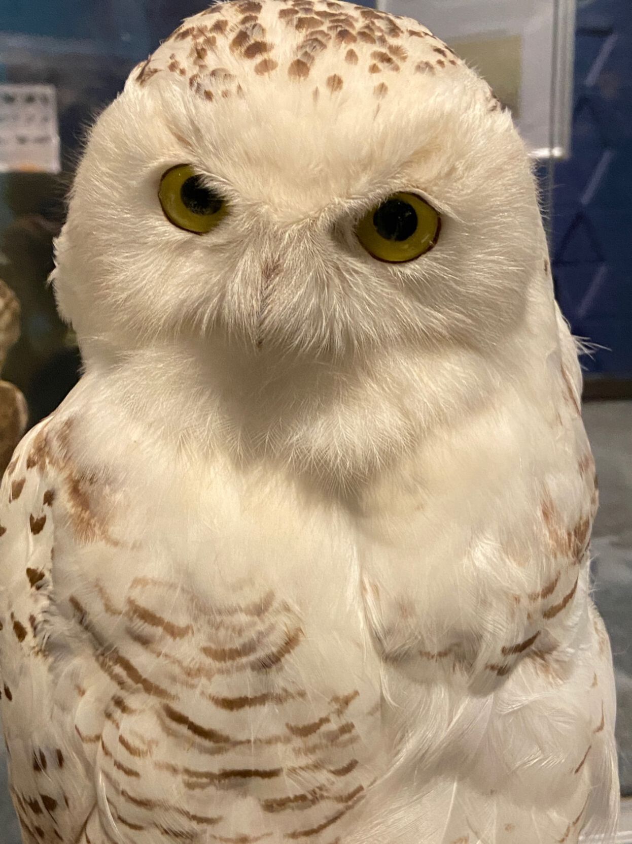 snowy owl